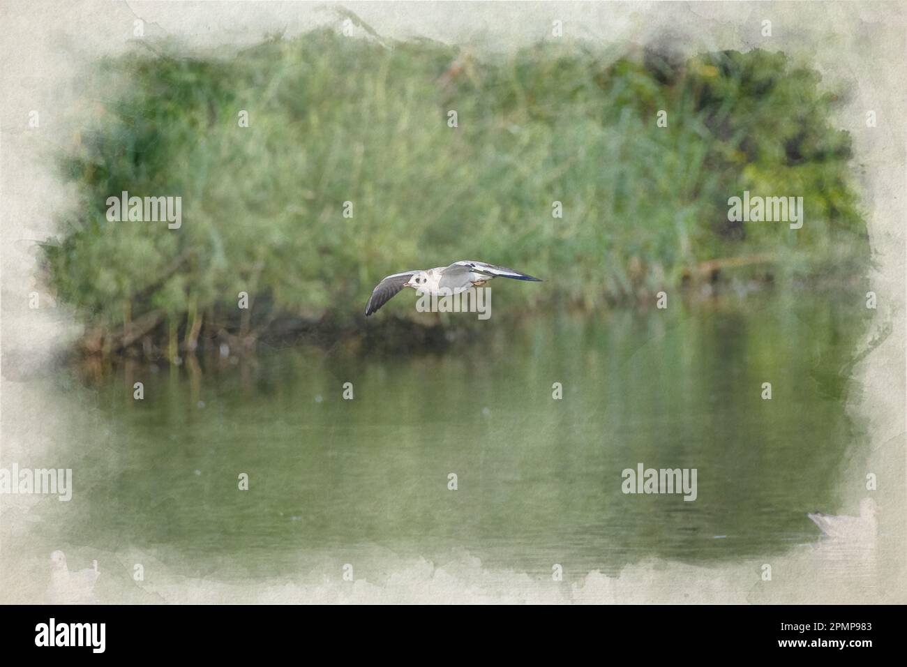 Acquerello digitale di gabbiani con testa nera in volo. Gabbiani non riproduttori con testa nera e piumaggio invernale. Foto Stock