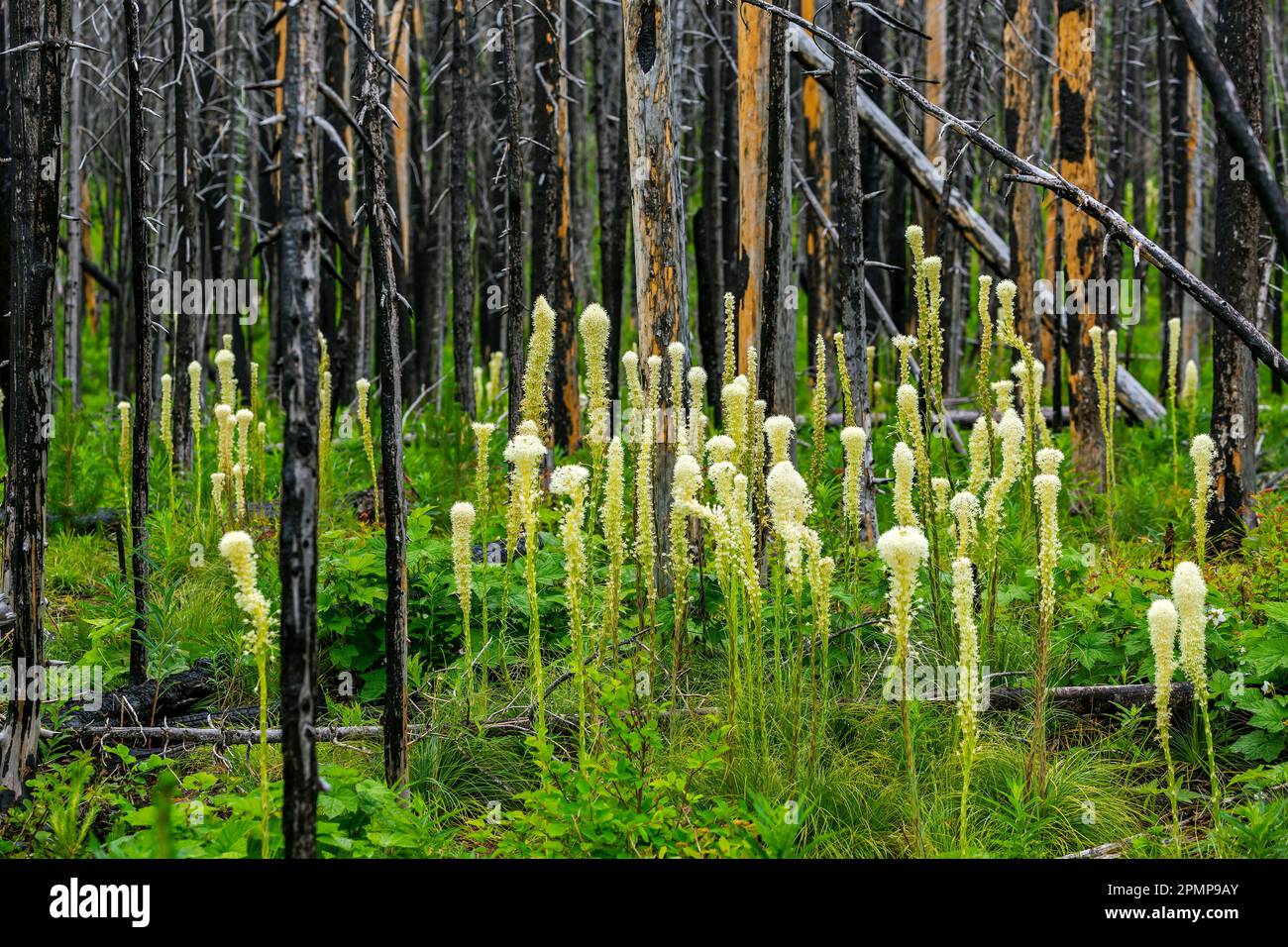 Crescita di un raggruppamento di erba Orsa (Xerophyllum tenax) in un lussureggiante sottobosco verde di una foresta con tronchi di alberi bruciati sullo sfondo Foto Stock