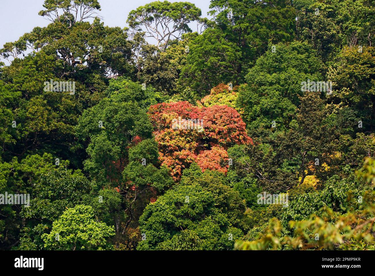 bella vista della foresta pluviale dall'alto in kerala india ghats occidentali Foto Stock