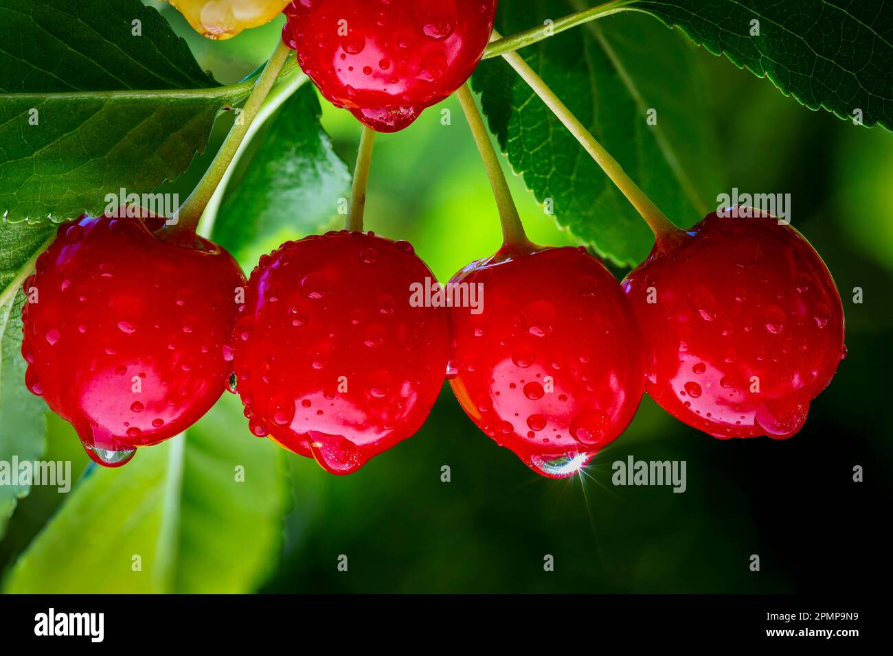 Primo piano di un gruppo di ciliegie appese a un ramo con foglie brillanti e goccioline d'acqua; Calgary, Alberta, Canada Foto Stock