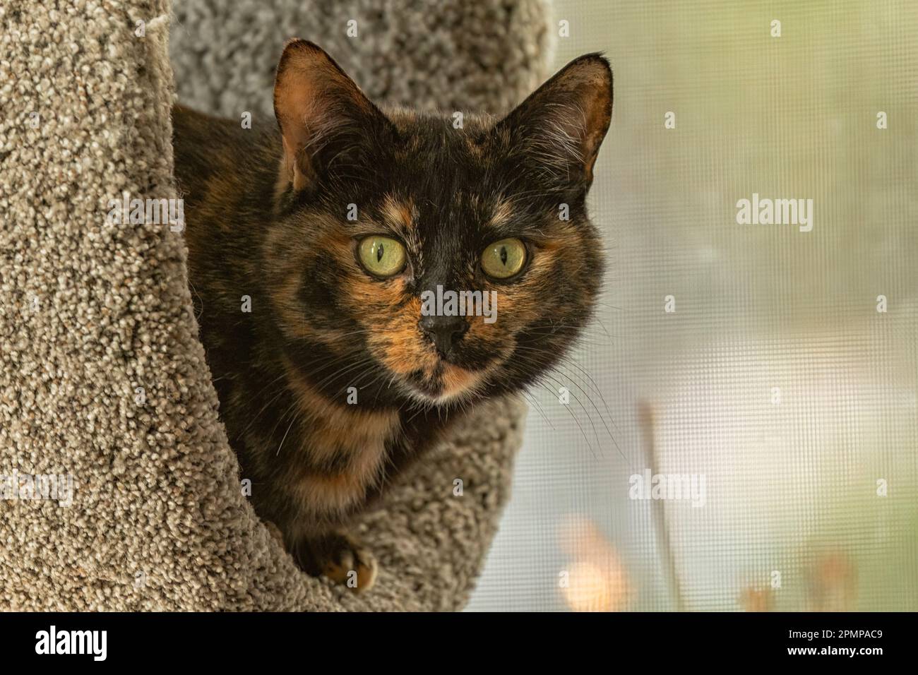 Gatto con guscio tartaruga (Felis silvestris catus) peering alla macchina fotografica; Churchill, Manitoba, Canada Foto Stock