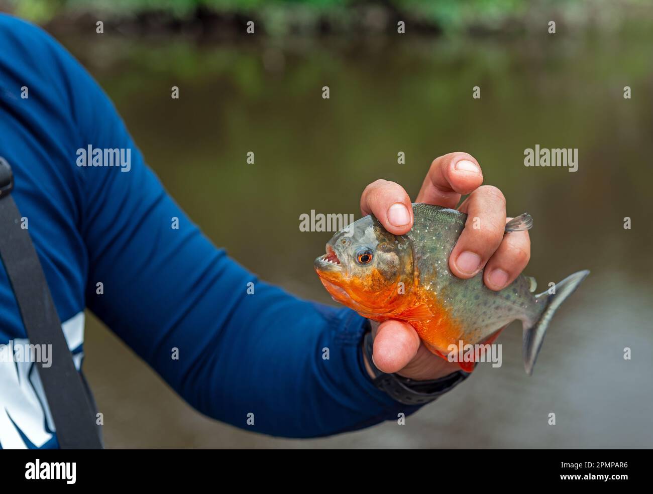 Piranha con panciatura rossa o piranha rossa (Pygocentrus nattereri) pesca nel parco nazionale di Yasuni, Ecuador. Foto Stock