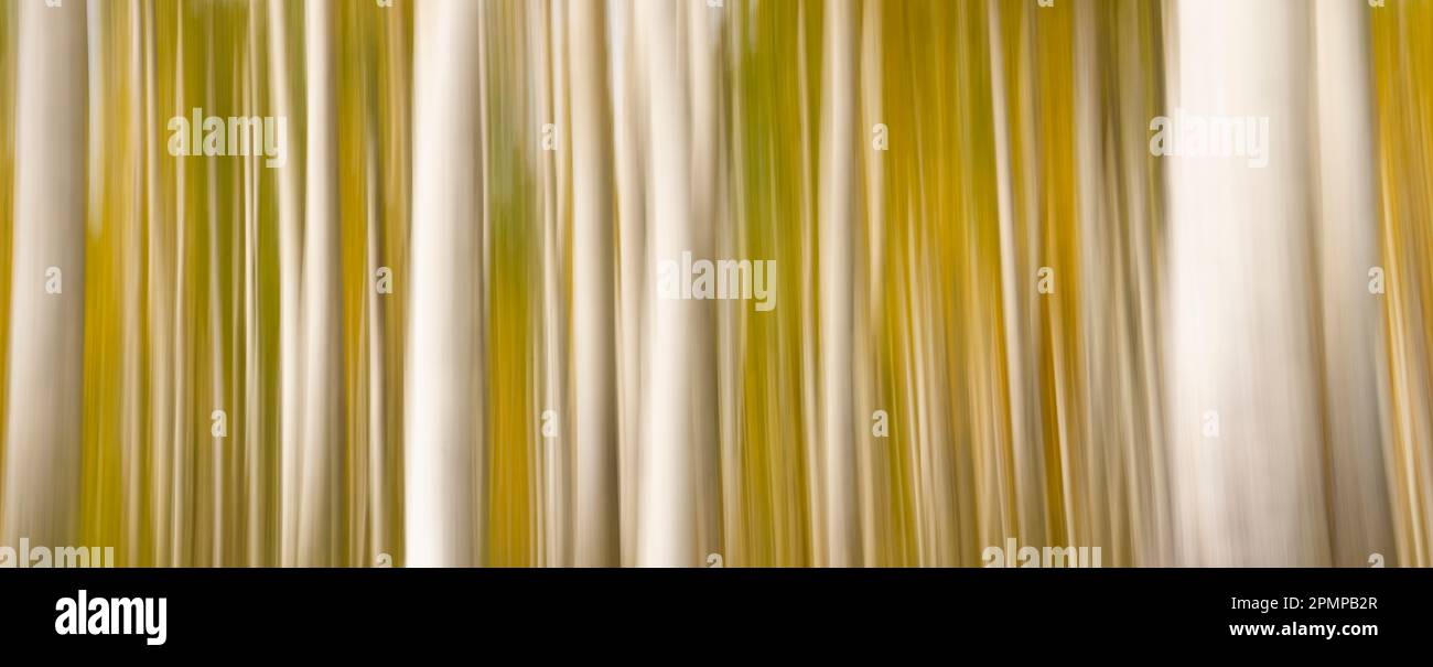 Immagine astratta utilizzando il movimento intenzionale della telecamera di aspen Trees; Colorado, Stati Uniti d'America Foto Stock
