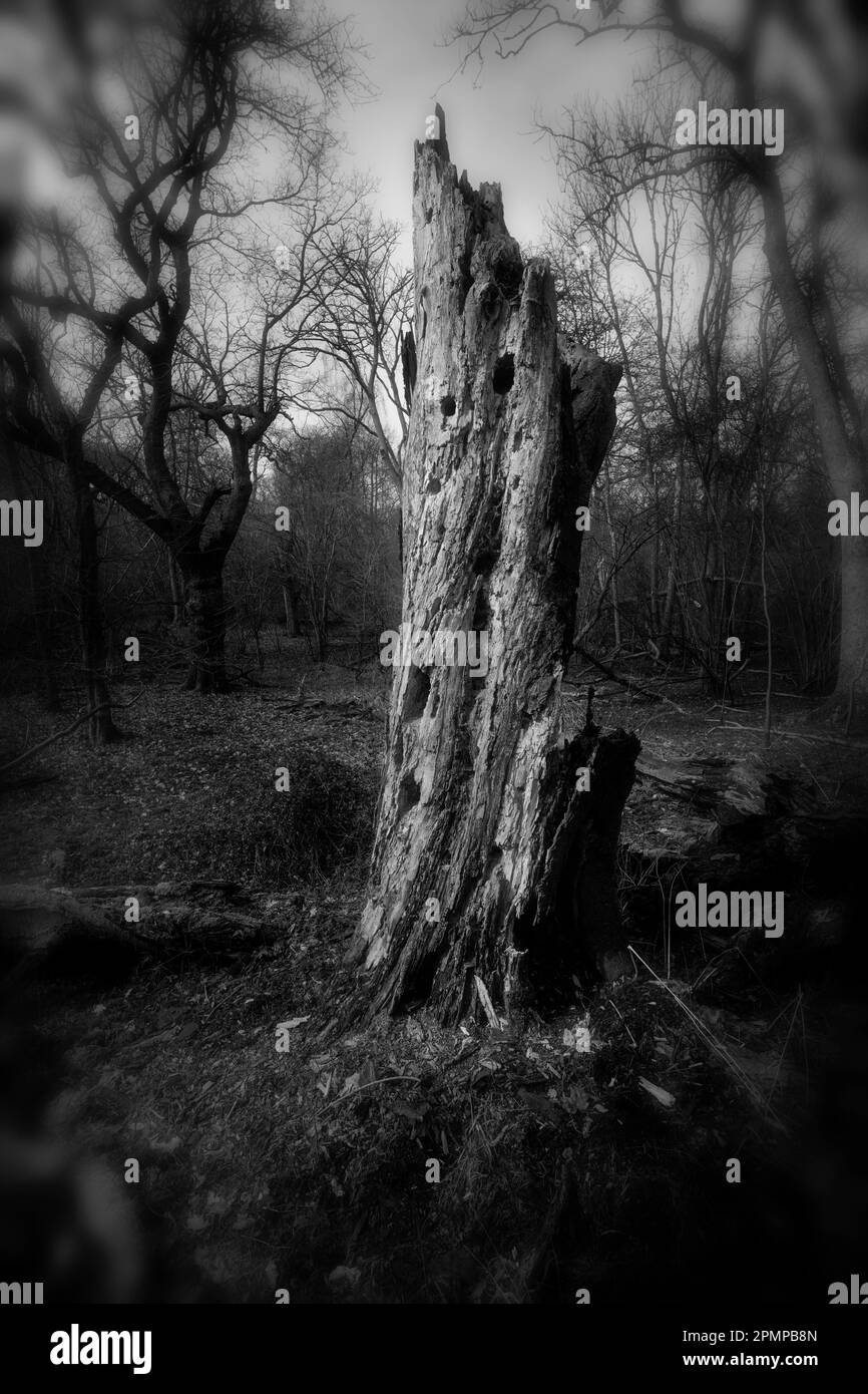 I modelli naturali in natura come l'albero morente in winter woodland sta riciclando in decadimento Foto Stock