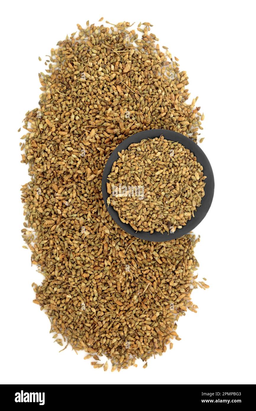 L'erba del germoglio del fiore dell'albero di Pagoda usata nella medicina tradizionale cinese di erbe, tratta le emorroidi, i coaguli di anima, la diarrea, i problemi di menopause. Foto Stock