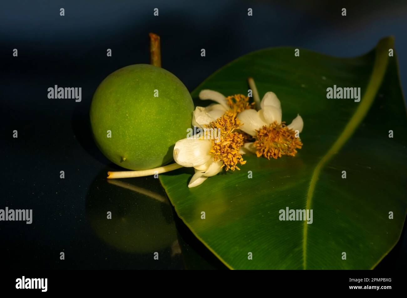 Calophyllum infofillum fiore, frutta e foglia verde, una grande pianta sempreverde, comunemente chiamato mastwood, spiaggia calophyllum, fuoco poco profondo Foto Stock