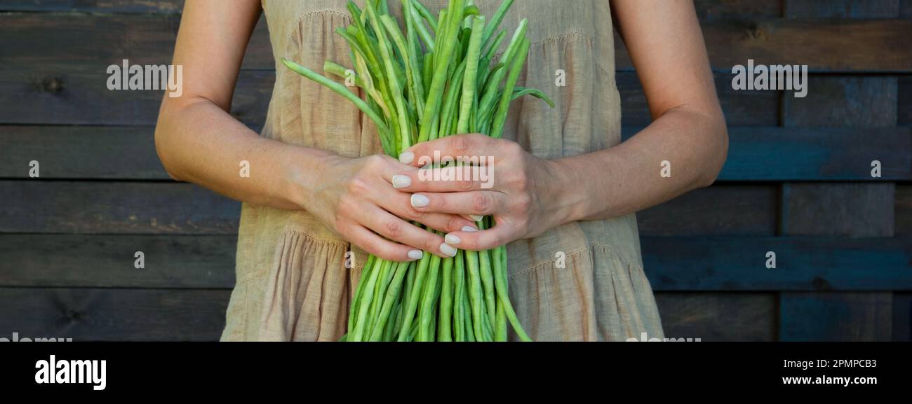 Banner. Concetto eco-friendly con verdure agricole biologiche nelle mani di una ragazza in un abito di lino in tessuto naturale. Fagiolini freschi crudi. Farm meas Foto Stock