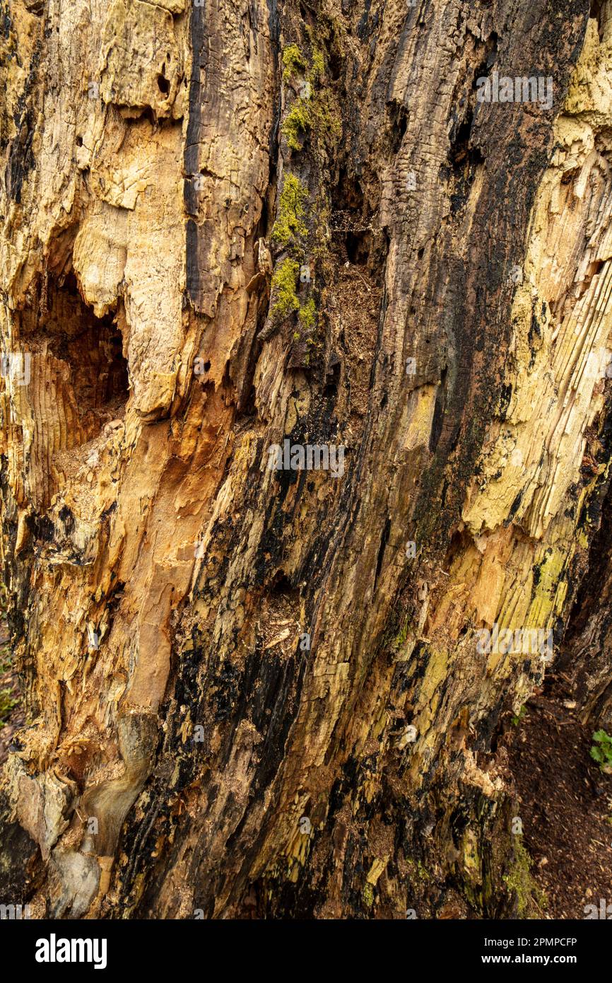 Sorprendente trovato naturale fermo vita su modelli di corteccia albero dimostrando natura caos e texture nell'ambiente Foto Stock