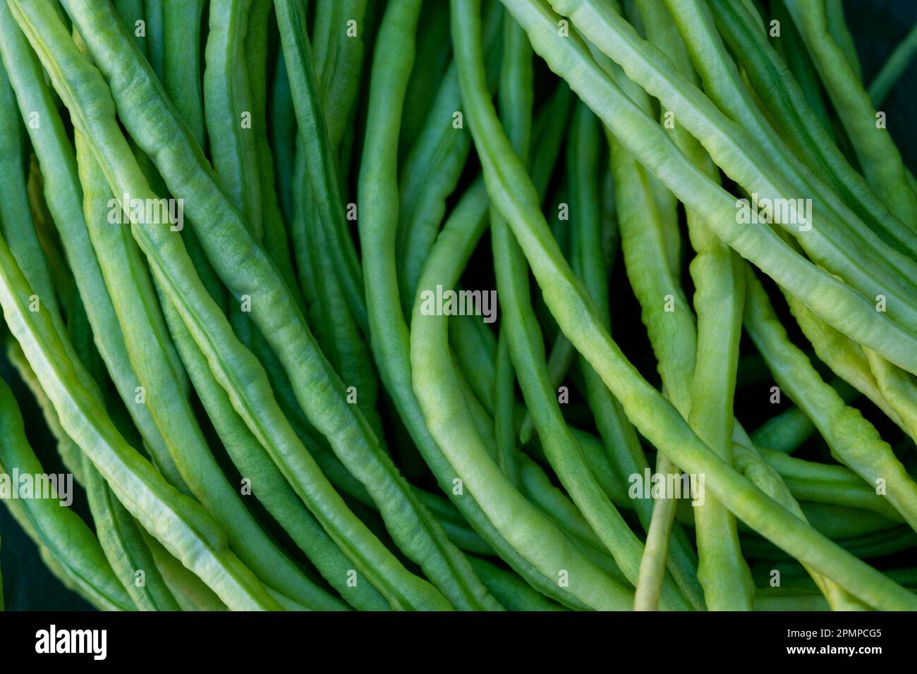 Fagiolini di asparagi. cowpea. Cibo vegetariano ecologico naturale. Sfondo naturale full frame Foto Stock