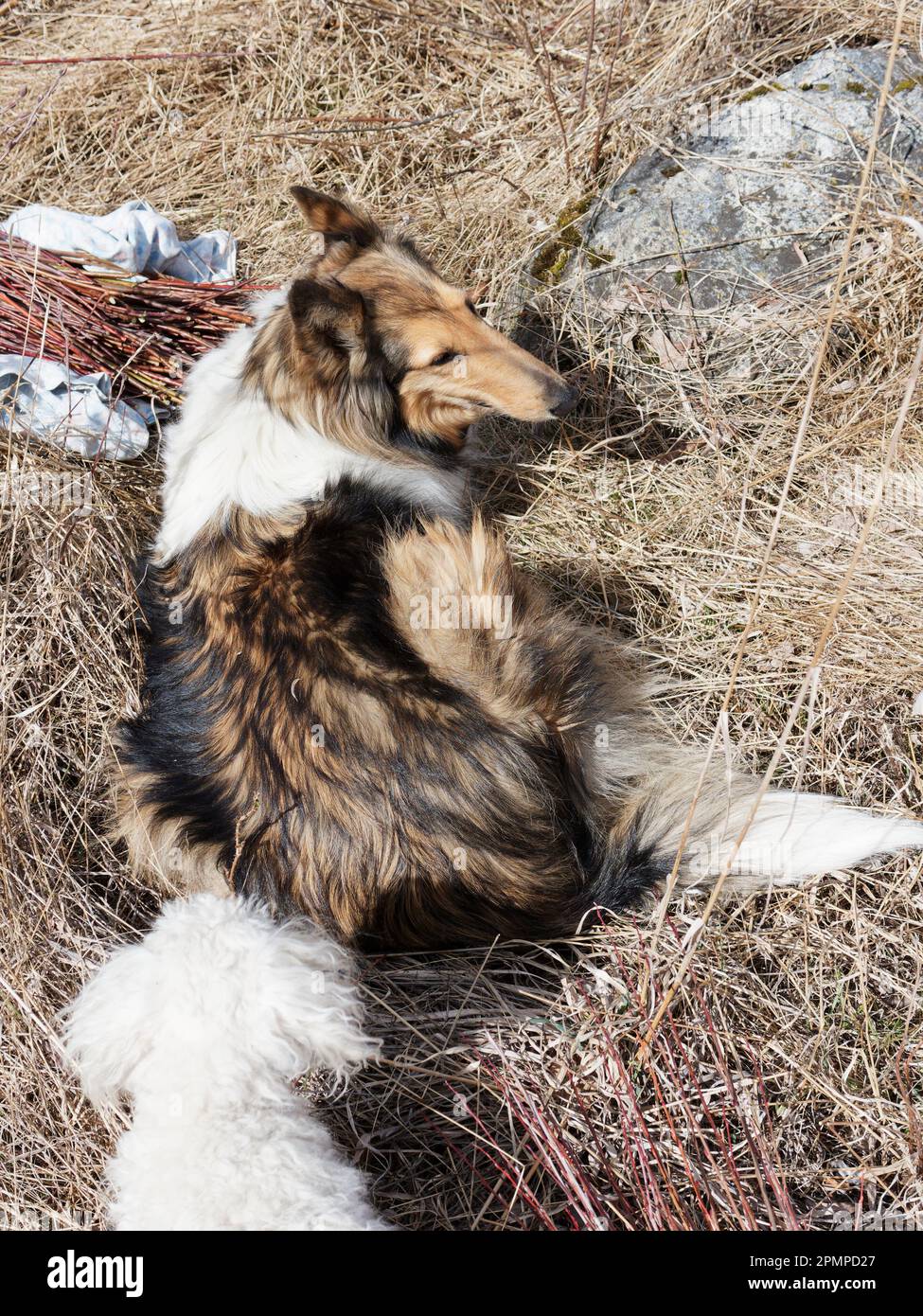 Shetland Sheepdog, un adorabile cane dalle orecchie lunghe con bellissimi occhi Foto Stock