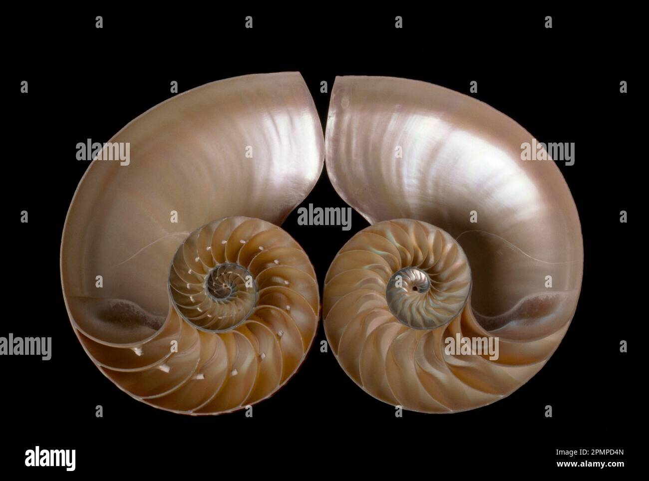 Sezione trasversale del guscio nautilus tagliata per rivelare gli scomparti; studio Foto Stock