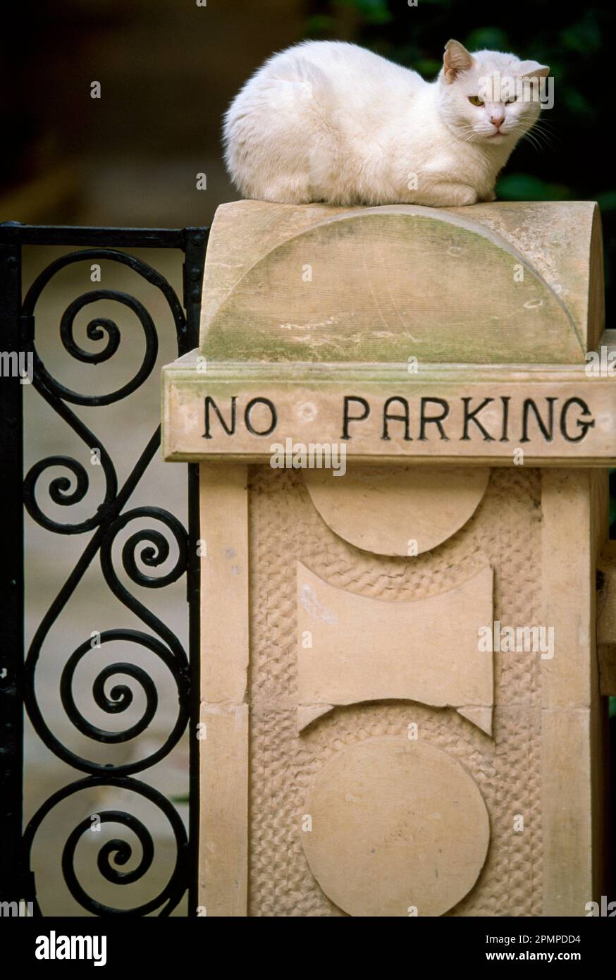 Il gatto bianco siede su un cartello "No Parking"; Lee, Berkshires, Massachusetts, Stati Uniti d'America Foto Stock