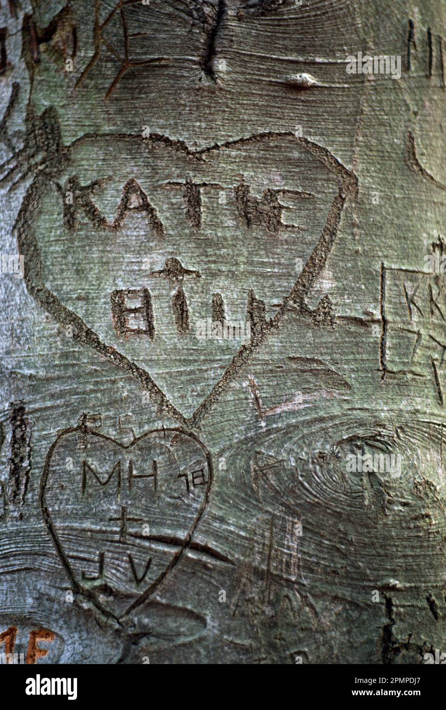 I nomi sono scolpiti nei cuori sulla corteccia di un albero; Hastings-on-Hudson, New York, Stati Uniti d'America Foto Stock