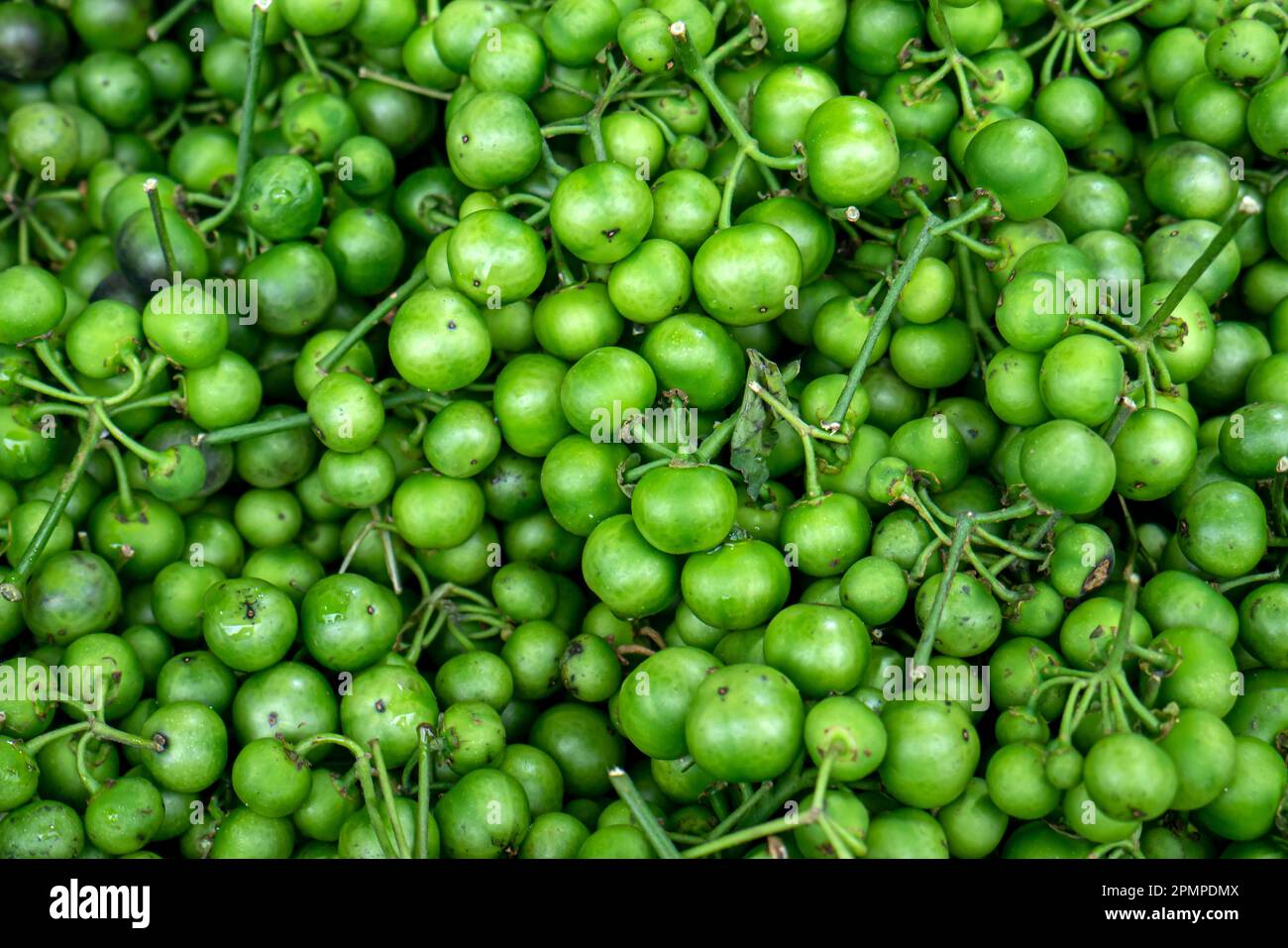 Insalate tradizionali Sundanesi crude Leunca Solanum nigrum, fondo naturale Foto Stock