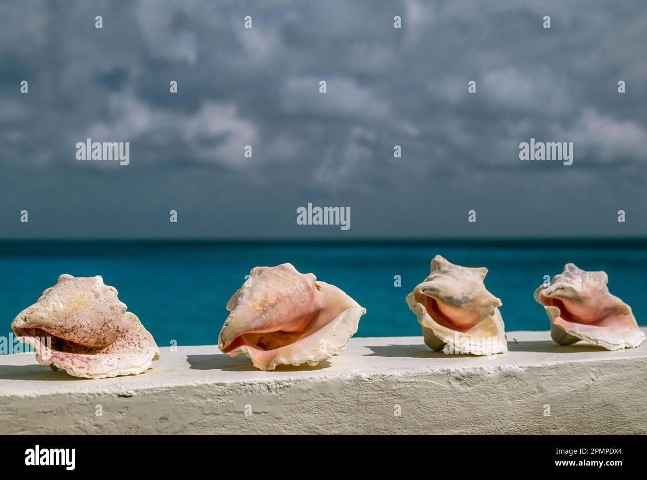 Conchiglie a conchiglia fiancheggiano un muro vicino al mare; Aruba Foto Stock