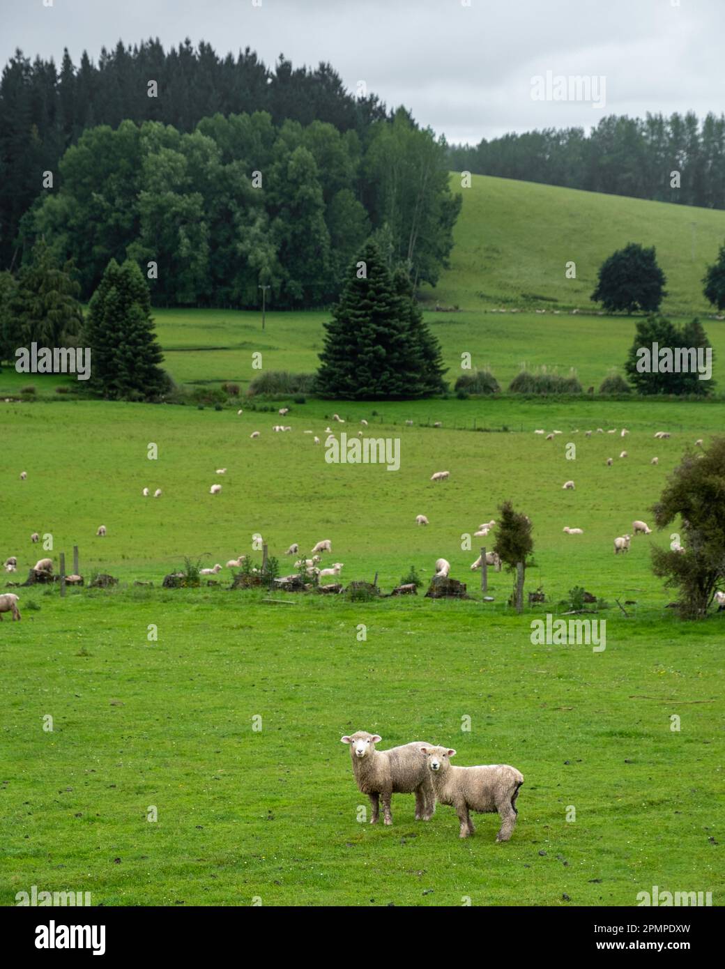 Pecore in Nuova Zelanda, Isola del Sud, sul lato della campagna in una giornata nuvolosa Foto Stock