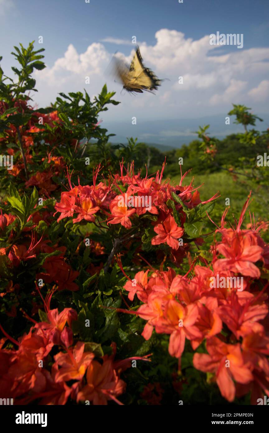 Farfalla (Papilio glaucus) che scappa sulle azalee rosse vicino a Gregory Bald nel Great Smoky Mountains National Park, Tennessee, Stati Uniti Foto Stock