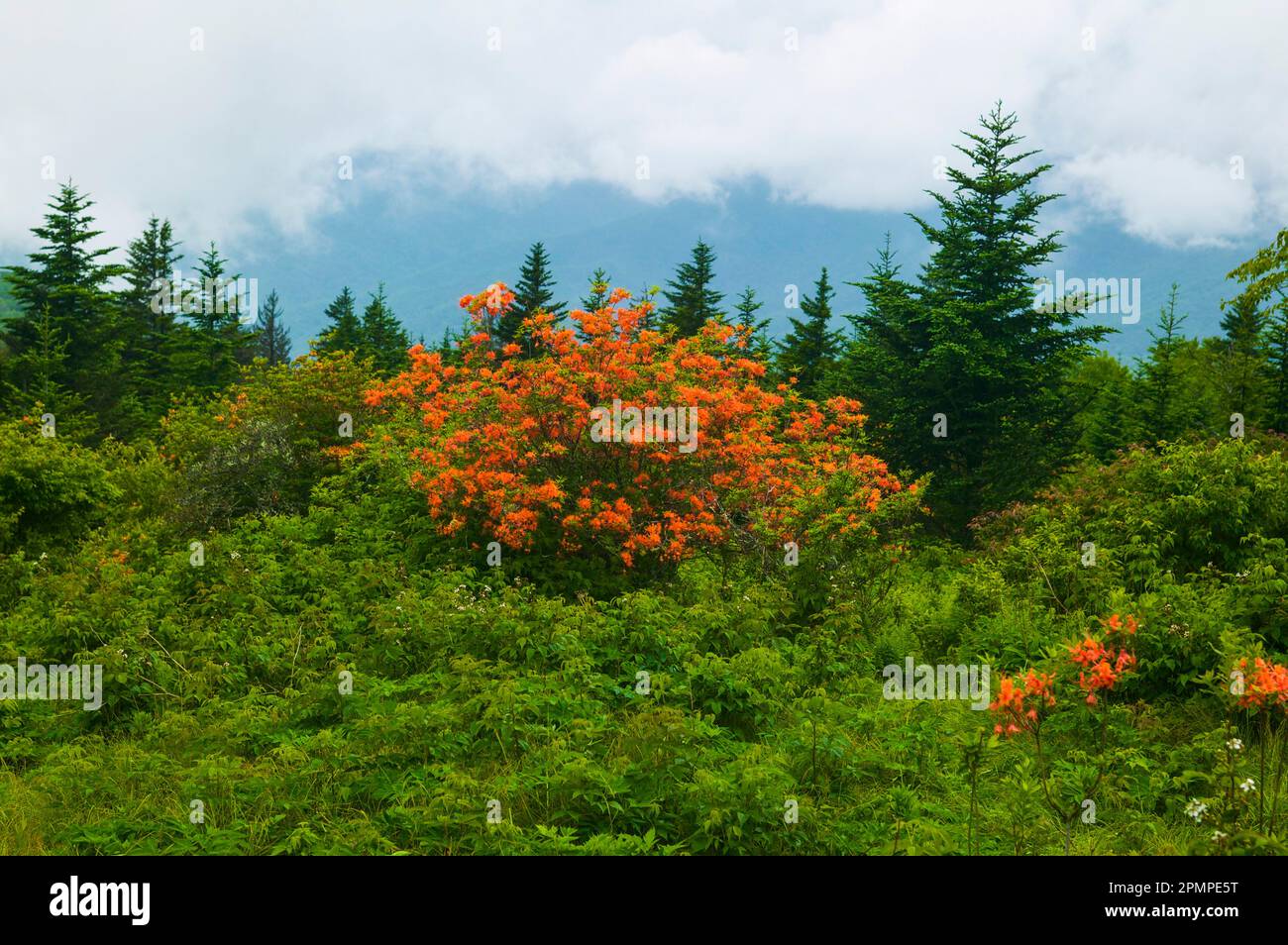 Cespugli azalea rossi in fiore vicino a Gregory Bald nel Great Smoky Mountains National Park, Tennessee, Stati Uniti; Tennessee, Stati Uniti d'America Foto Stock