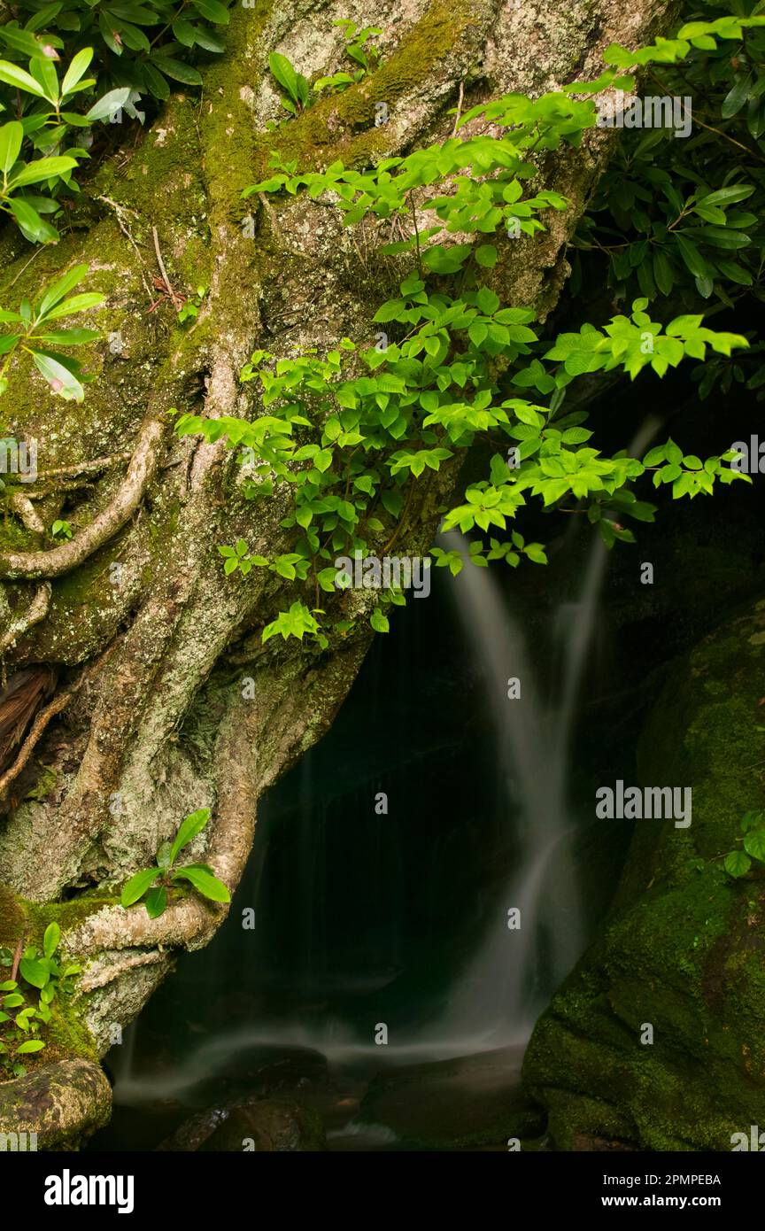 Cascata dietro un tronco di alberi sinuosamente gnarato nel Great Smoky Mountains National Park, Tennessee, Stati Uniti; Tennessee, Stati Uniti d'America Foto Stock