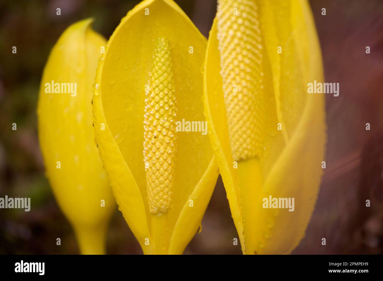 Fiori di cavolo Skunk (Lysichiton americanus); Inside Passage, British Columbia, Canada Foto Stock
