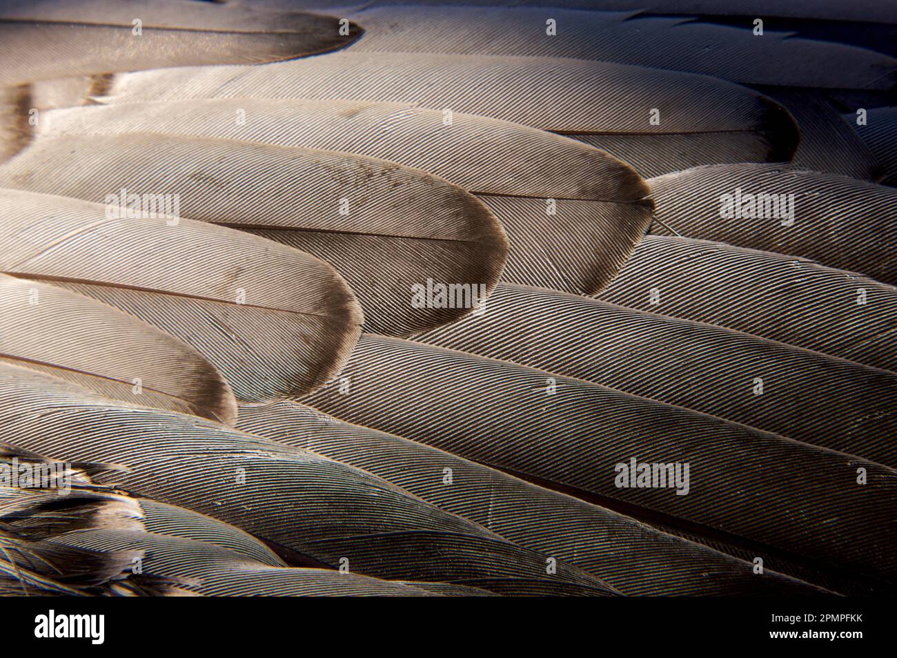 Piume di uccelli, dettaglio ravvicinato; Arcipelago delle Svalbard, Norvegia Foto Stock