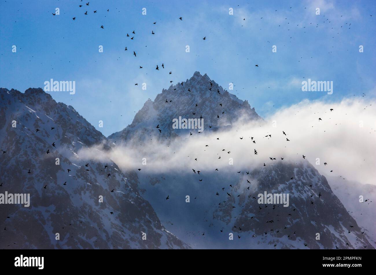 Uccelli che volano tra le nuvole che avvolgono le vette montuose; Spitsbergen, Arcipelago delle Svalbard, Norvegia Foto Stock