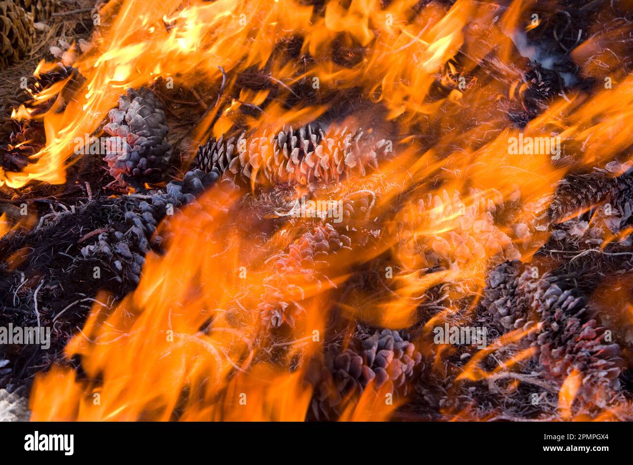 Incendio prescritto nella zona di Grant Grove dei Parchi nazionali di Sequoia e Kings Canyon, California, Stati Uniti d'America Foto Stock