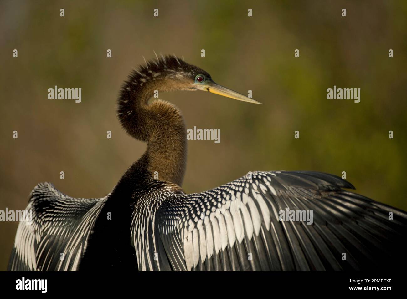Anhinga (Anhinga anhinga) si prende il sole sul sentiero Anhinga nel Parco Nazionale delle Everglades, Florida, Stati Uniti d'America Foto Stock