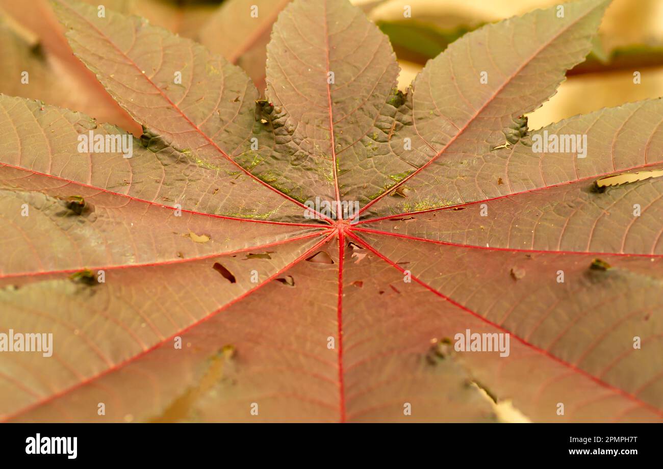 Jarak merah (Jatropha gossypiifolia) foglia, usato come fonte di medicina tradizionale Foto Stock