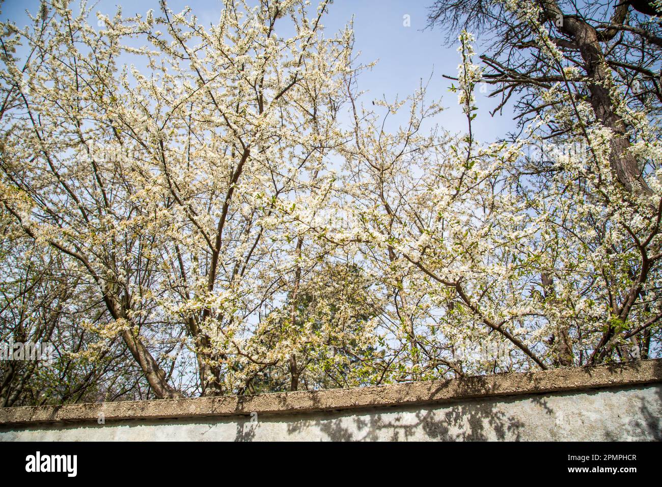 Albero in fiore a Weitra, Waldviertel, Austria Foto Stock