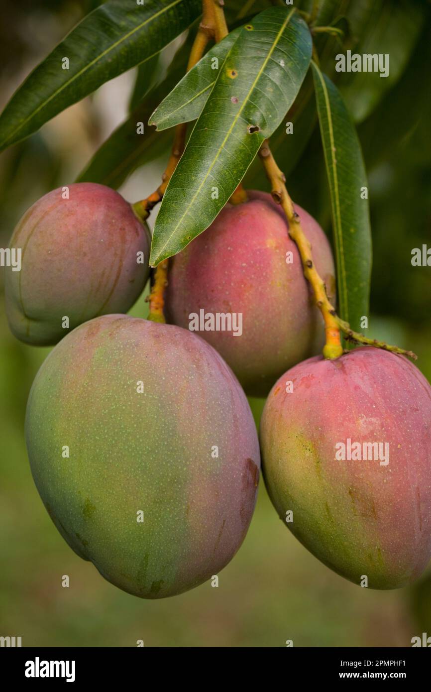 Manghi su un albero; Giamaica, indie occidentali Foto Stock