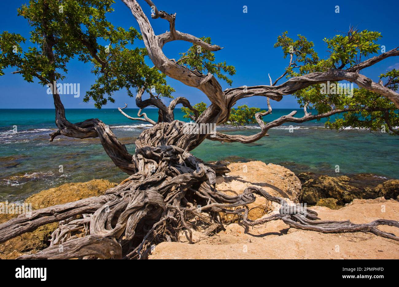 Alberi nobili sulla spiaggia; Treasure Beach, Giamaica, Indie occidentali Foto Stock