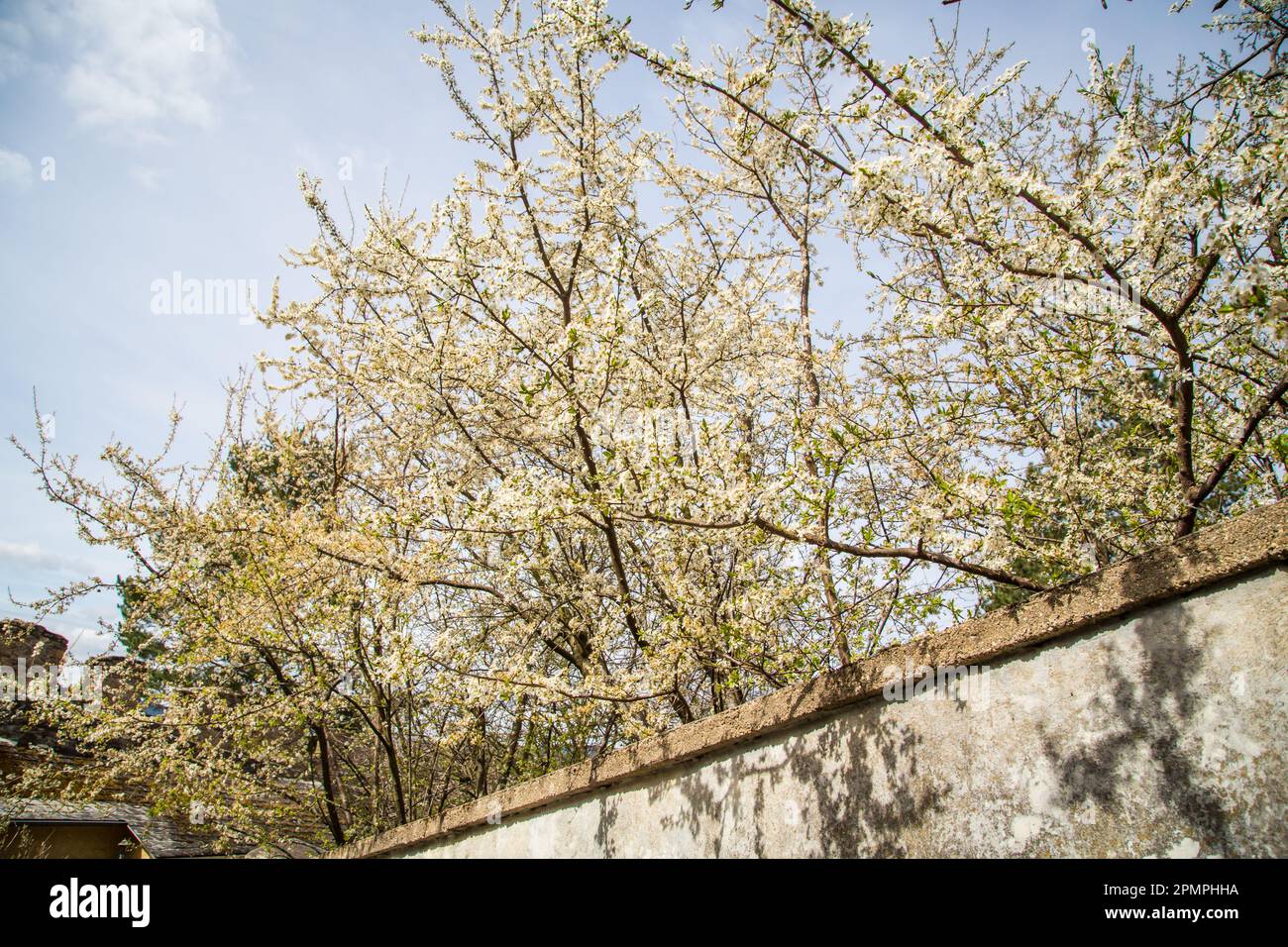 Albero in fiore a Weitra, Waldviertel, Austria Foto Stock