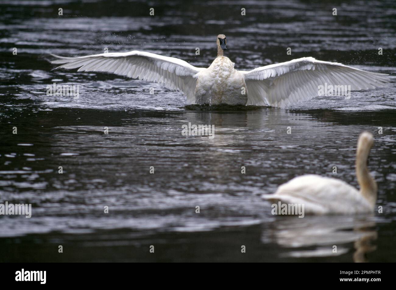 Il cigno trombettista (Cygnus buccinator) si estende sulle ali mentre si siede nel fiume Madison nel parco nazionale di Yellowstone, Wyoming, Stati Uniti Foto Stock