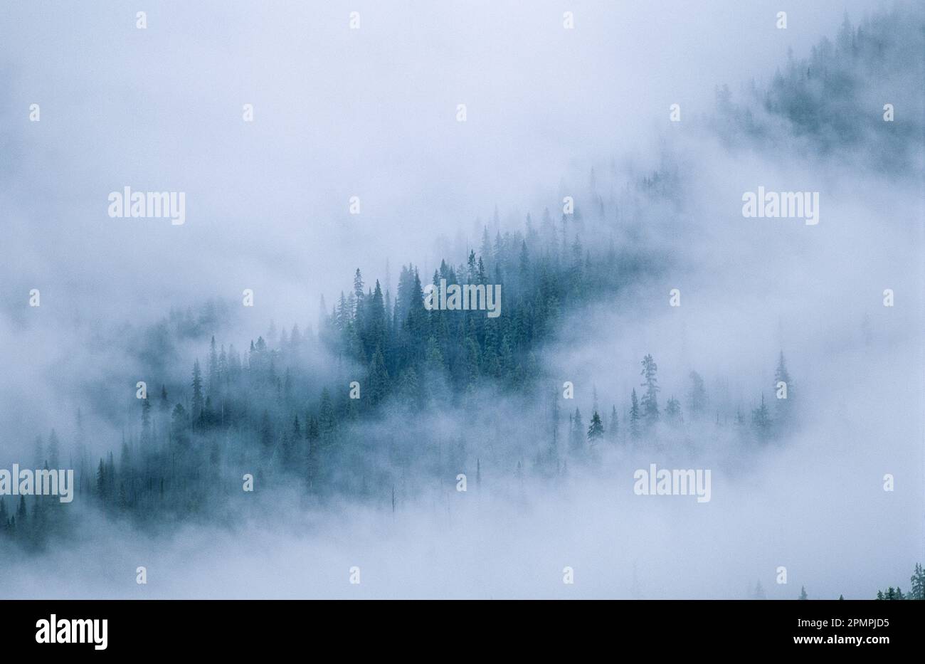 Gli abeti sbirciano attraverso la nebbia nel Parco Nazionale di Yoho, BC, Canada; British Columbia, Canada Foto Stock