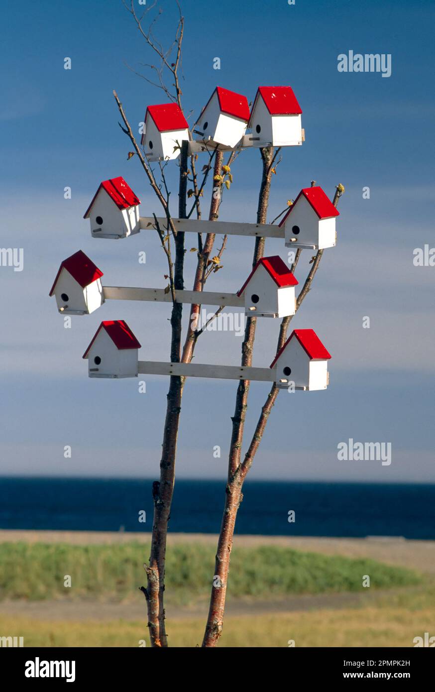 Gruppo di birdhouse su un piccolo albero; Petit-Cap, penisola di Gaspe, Quebec, Canada Foto Stock