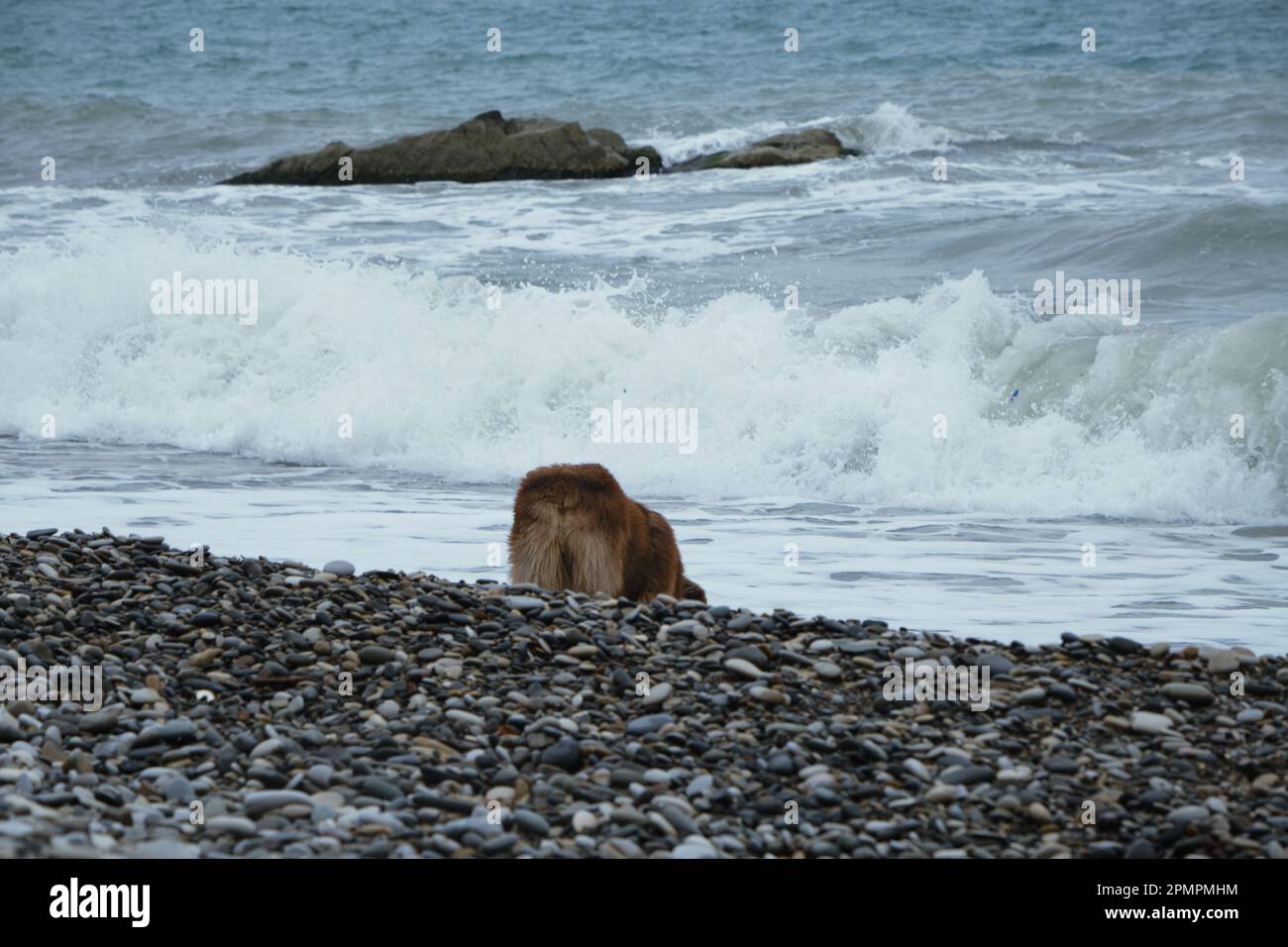 Cane pastore australiano marrone in piedi in mare e acqua potabile. Vista posteriore. Passeggia con gli animali domestici lungo la costa del Mar Nero a Sochi. Affascinante australiano rosso tri Foto Stock