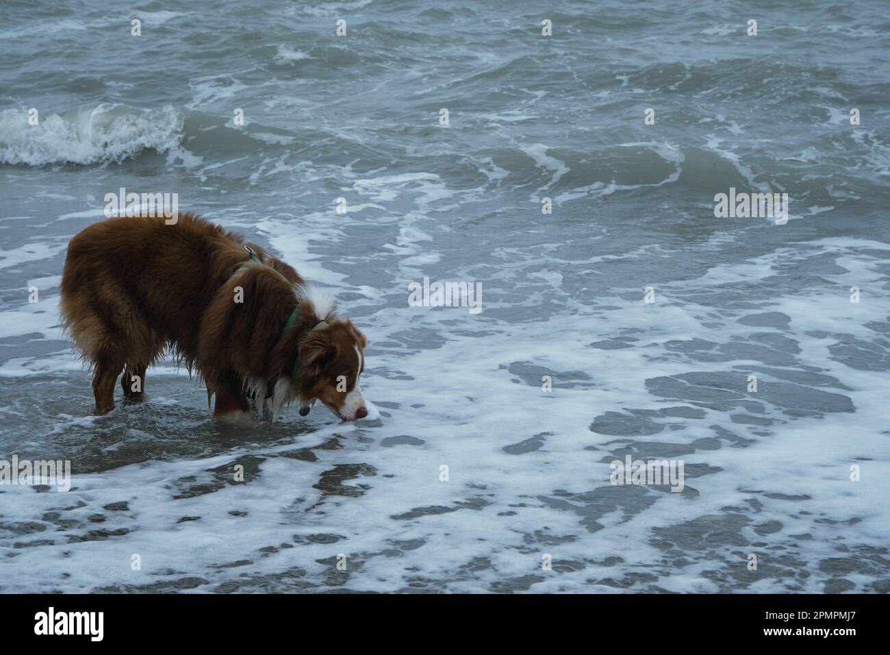 Cane pastore australiano marrone in piedi in mare e acqua potabile. Vista laterale. Passeggia con gli animali domestici lungo la costa del Mar Nero a Sochi. Affascinante australiano rosso tri Foto Stock