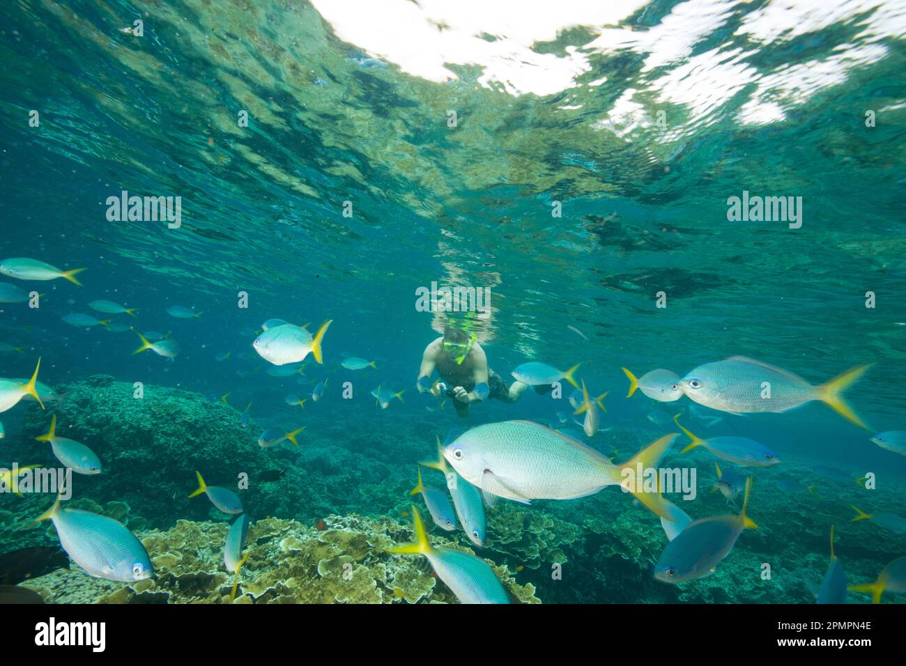 Uomo con una macchina fotografica subacquea che fa snorkeling con una scuola di Yellowtail fusiliers (Caesio cuning); Repubblica di Palau Foto Stock