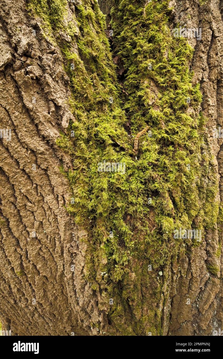 Sorprendente trovato naturale fermo vita su modelli di corteccia albero dimostrando natura caos e texture nell'ambiente Foto Stock