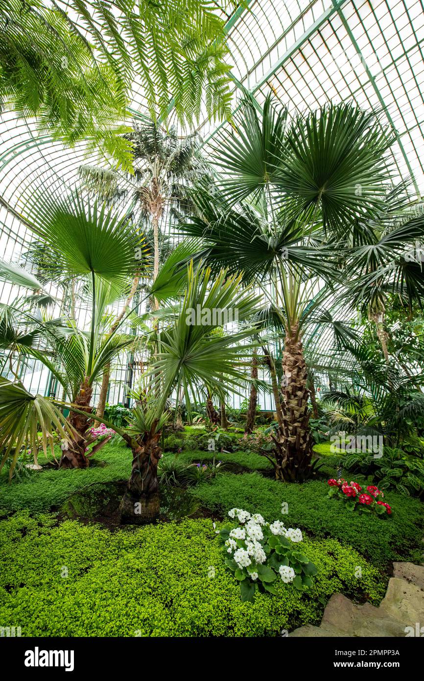 Bruxelles, Belgio. 14th Apr, 2023. L'illustrazione mostra una vista interna della serra durante una visita stampa alle serre del castello reale di Laken/Laeken, Bruxelles, prima dell'apertura al pubblico, venerdì 14 aprile 2023. Le serre possono essere visitate durante tre settimane. BELGA FOTO JONAS ROOSENS Credit: Agenzia Notizie Belga/Alamy Live News Foto Stock