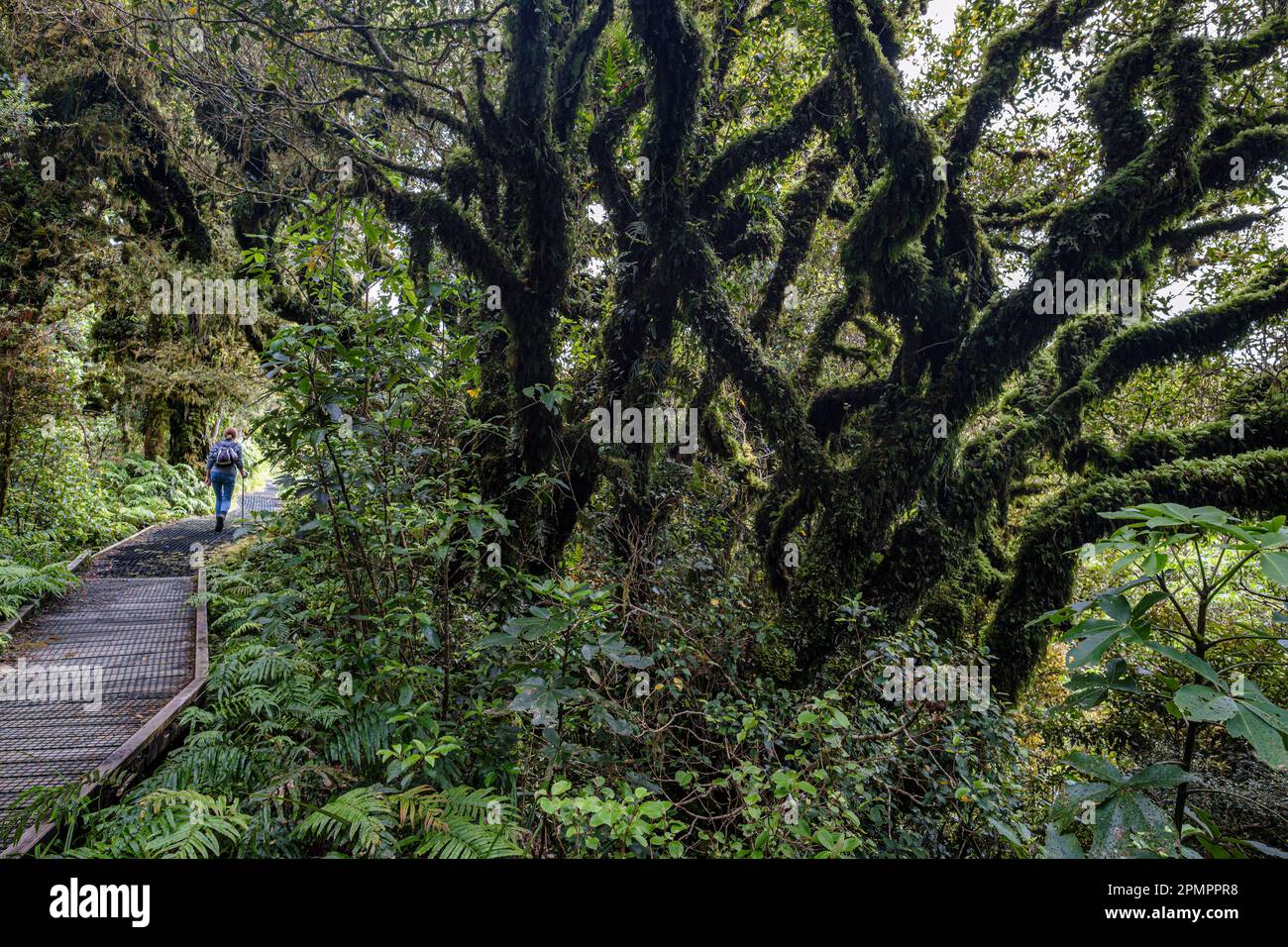 Tronchi ritorti di alberi di kamahi nella 'Foresta Goblin', Parco Nazionale di Egmont, Isola del Nord, Nuova Zelanda Foto Stock