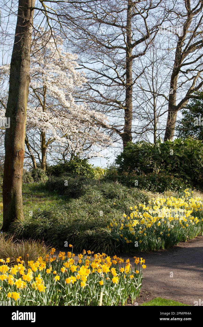 Amsterdam, Paesi Bassi, 23 marzo 2023: È iniziata l'apertura annuale dei giardini di Keukenhof, con bulbi primaverili tra cui molte varietà Foto Stock