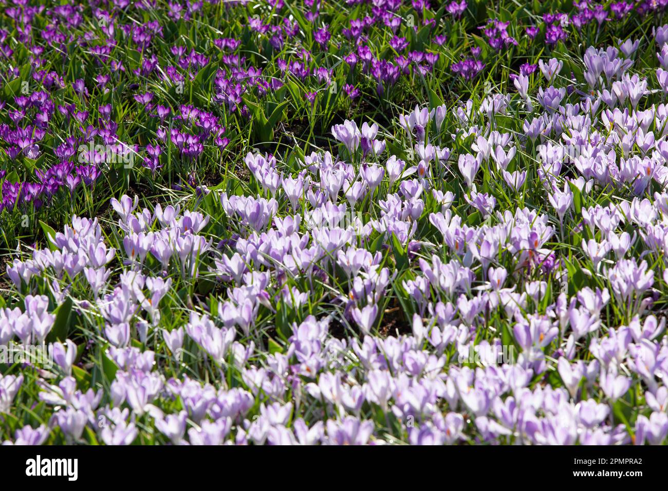 Amsterdam, Paesi Bassi, 23 marzo 2023: È iniziata l'apertura annuale dei giardini di Keukenhof, con bulbi primaverili tra cui quelli densamente piantati tu Foto Stock