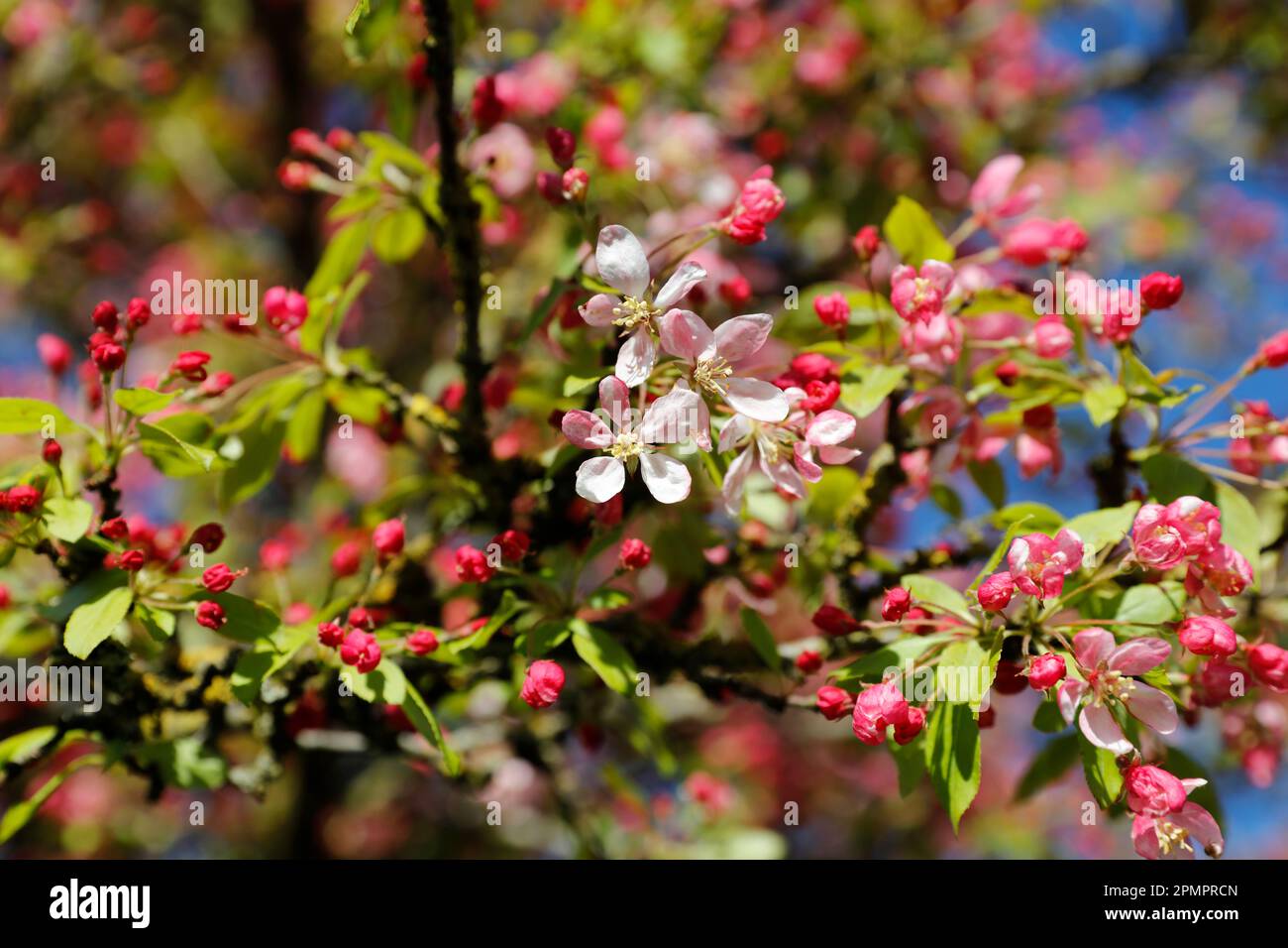 Albero di mela di granchio primaverile in fiore Foto Stock