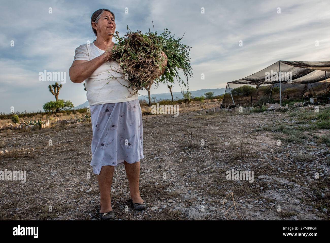 La donna in un'azienda in crescita di cactus si trova nell'arida campagna con un'armata di piante; Matehuala, Messico Foto Stock La donna in un'azienda in crescita di cactus si trova nell'arida campagna con un'armata di piante; Matehuala, Messico Foto Stock