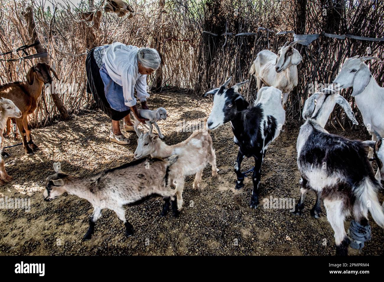 Donna che cura capre in una cooperativa agricola; Ejido Hidalgo, San Luis, Messico Foto Stock
