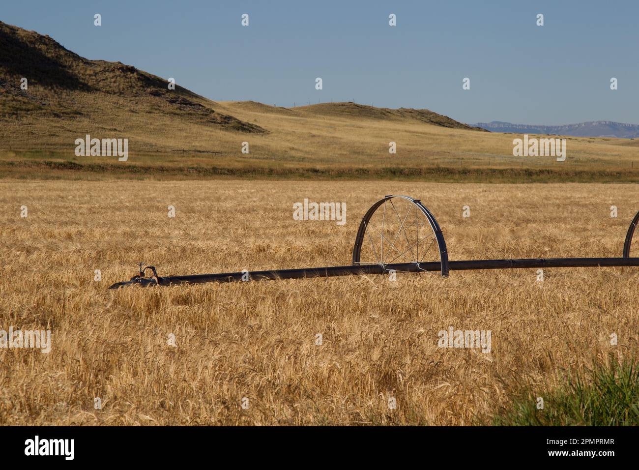 Orzo è pronto per la raccolta, lungo MT 21, ad est di Augusta, MT. Foto Stock