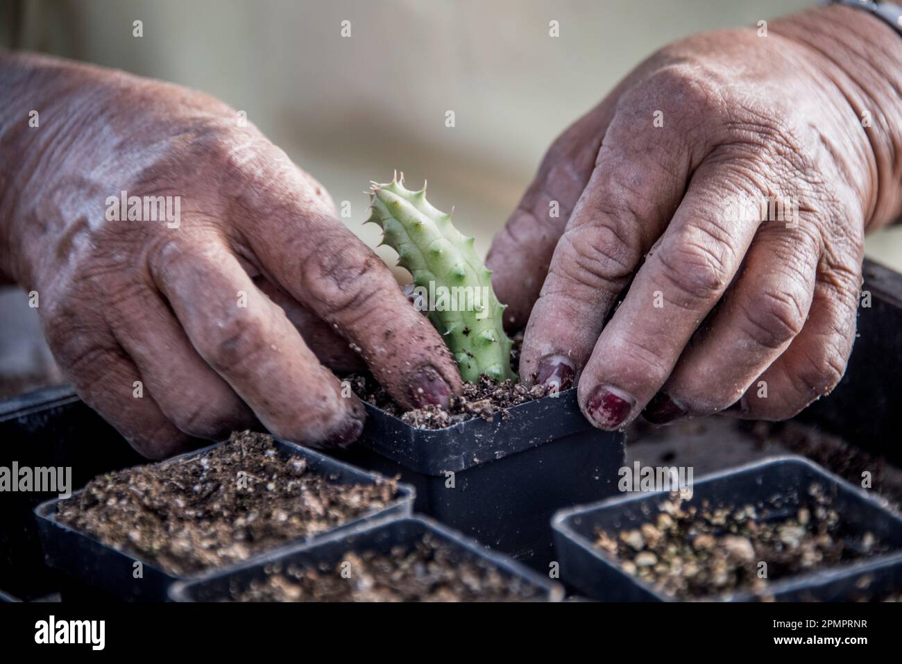 Mani di una donna che si occupa di una giovane pianta di cactus; Ejido Hidalgo, San Luis, Messico Foto Stock Mani di una donna che si occupa di una giovane pianta di cactus; Ejido Hidalgo, San Luis, Messico Foto Stock