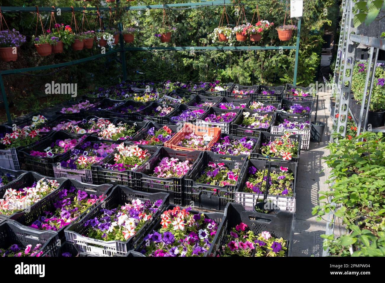 Vivaio di pianta per la vendita in pentole. Giardini e terrazze. Vendita di piantine di fiori in pentole. Foto Stock